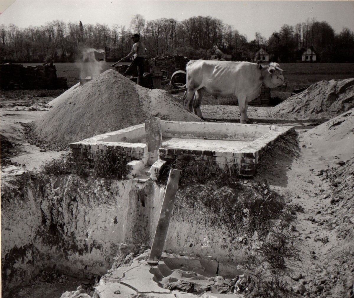TSZ tehénistálló építése (1956)